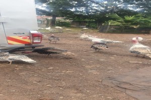 Turkey from Kenya